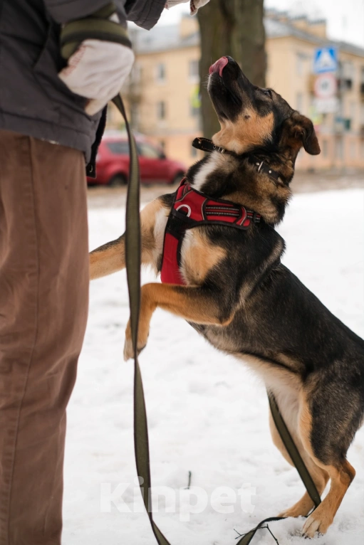 Собаки в Санкт-Петербурге: Сальма из приюта в добрые руки Девочка, Бесплатно - фото 3