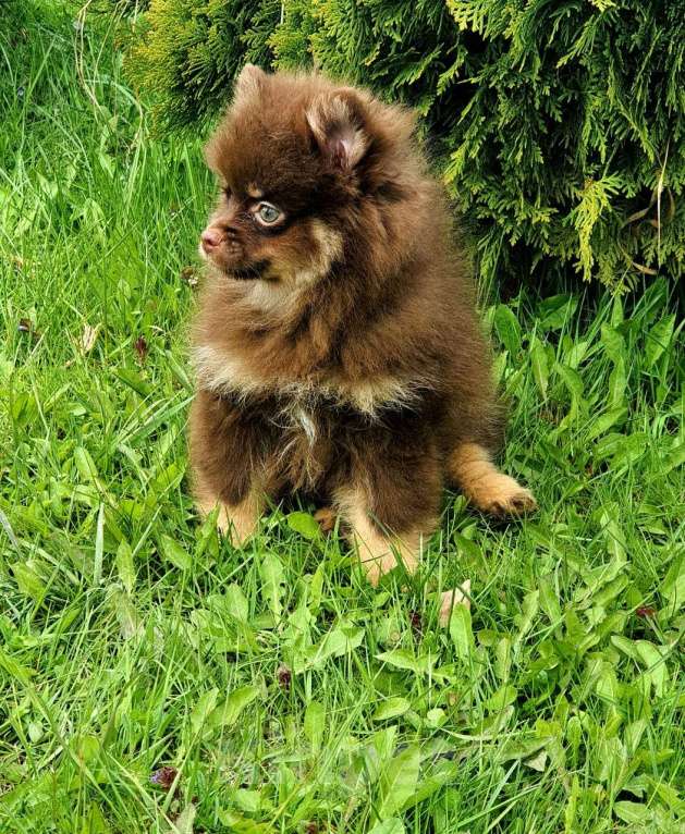 Собаки в других городах Московской области: Померанский шпиц коричнево-подпалый Мальчик, 30 000 руб. - фото 3