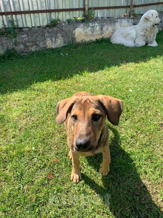 Собаки в Санкт-Петербурге: Щенок с породистыми чертами и спокойным характером Девочка, Бесплатно - фото 4