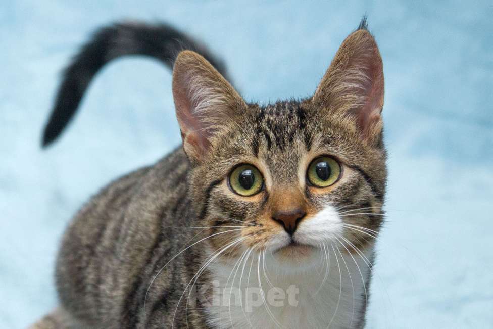 Кошки в Москве: Ищет свою семью братик Шпротик Мальчик, Бесплатно - фото 4