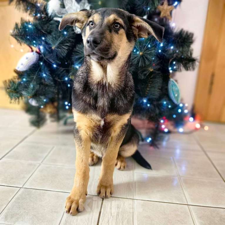 Собаки в Санкт-Петербурге: Щенок мальчик в добрые руки! Мальчик, Бесплатно - фото 8