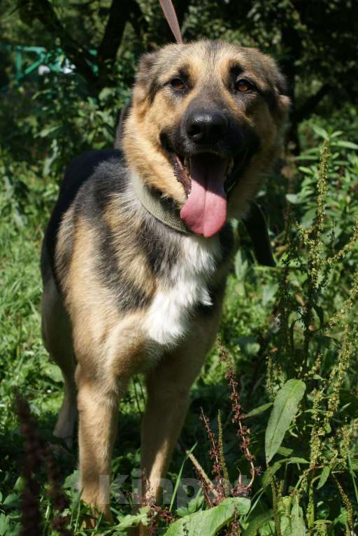 Собаки в Москве: Герман Мальчик, Бесплатно - фото 4