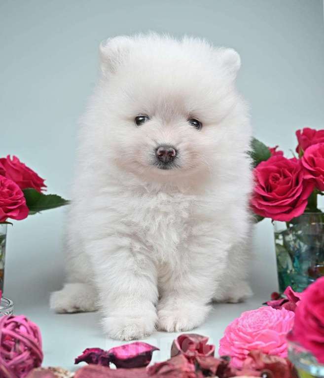 Собаки в Нижнем Новгороде: Щенок шпица Мальчик, 40 000 руб. - фото 3