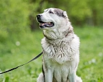 Собаки в Видном: Акелла, метис маламута 5 лет Мальчик, Бесплатно - фото 4