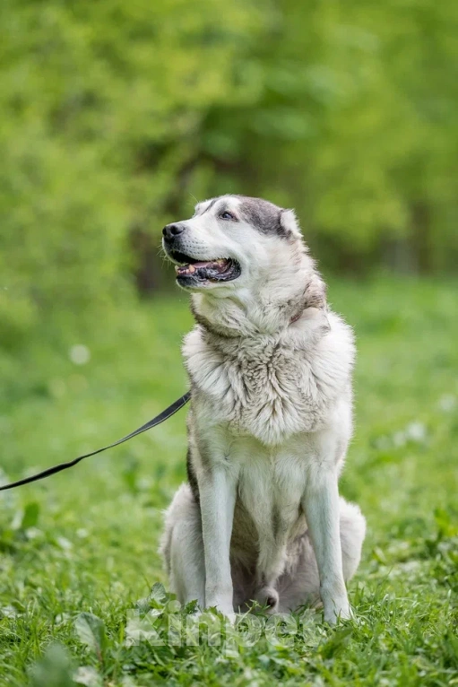 Собаки в Видном: Акелла, метис маламута 5 лет Мальчик, Бесплатно - фото 4