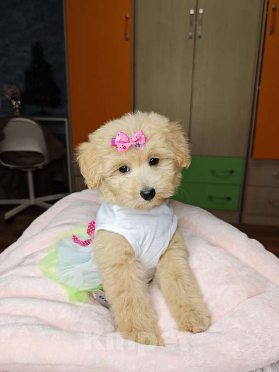 Собаки в Москве: Мальтипу  Девочка, 95 000 руб. - фото 3