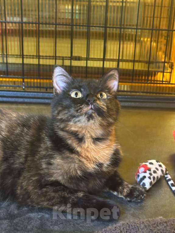 Кошки в Москве: Черепашка Фрося  Девочка, Бесплатно - фото 3