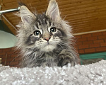 Кошки в других городах Московской области: Мейн-кун котенок Девочка, 120 000 руб. - фото 2