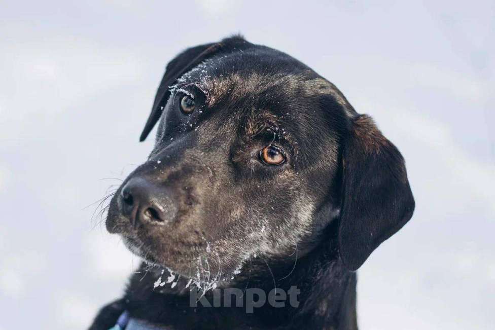 Собаки в Москве: Мунрей ищет дом Мальчик, Бесплатно - фото 3