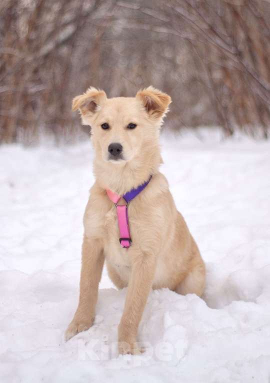 Собаки в Москве: Пушистая нежная Дори в добрые руки Девочка, Бесплатно - фото 2