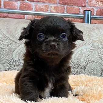 Щенки чихуахуа