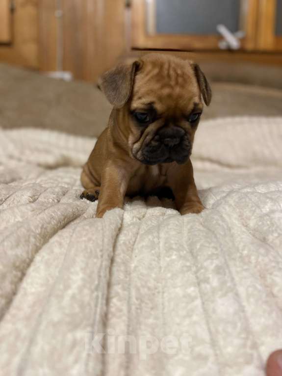 Собаки в Санкт-Петербурге: Красотка француженка  Девочка, 40 000 руб. - фото 6