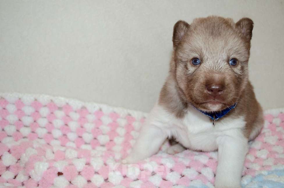 Собаки в Екатеринбурге: Девочки хаски РКФ Девочка, 45 000 руб. - фото 5