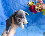Собаки в Симферополе: мальчик лиловый щенки французского бульдога Мальчик, 80 000 руб. - фото 6