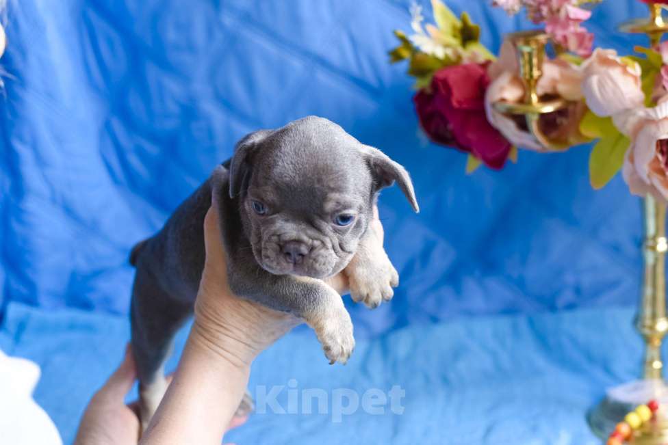 Собаки в Симферополе: мальчик лиловый щенки французского бульдога Мальчик, 80 000 руб. - фото 6