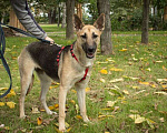 Собаки в Москве: Ева Девочка, Бесплатно - фото 3