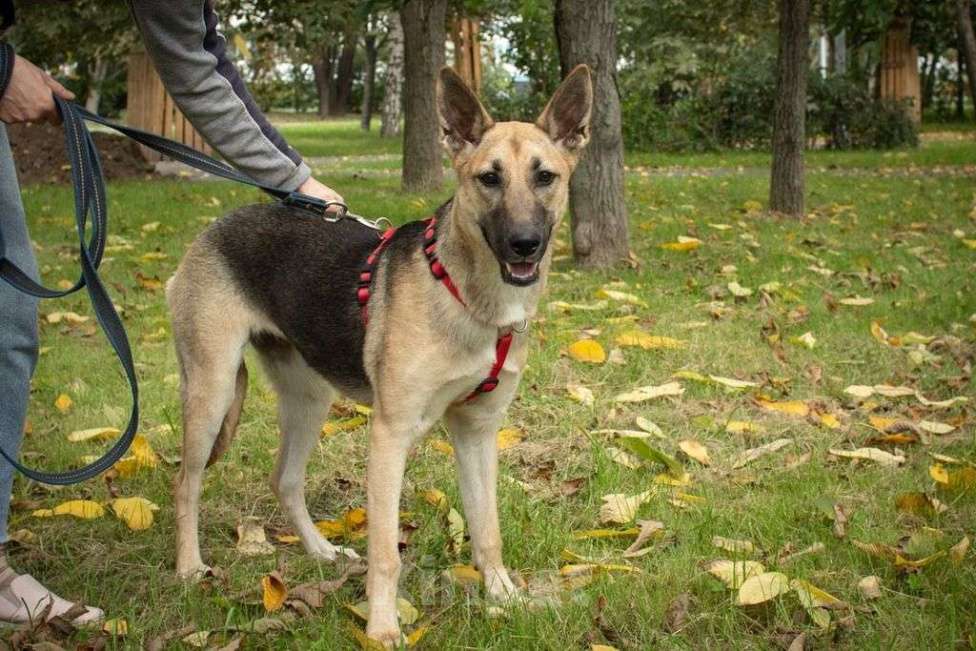 Собаки в Москве: Ева Девочка, Бесплатно - фото 3