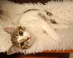 Кошки в Москве: Иви -котенок девочка 2,5мес Беленькая с тигровыми пятнышками Девочка, Бесплатно - фото 2
