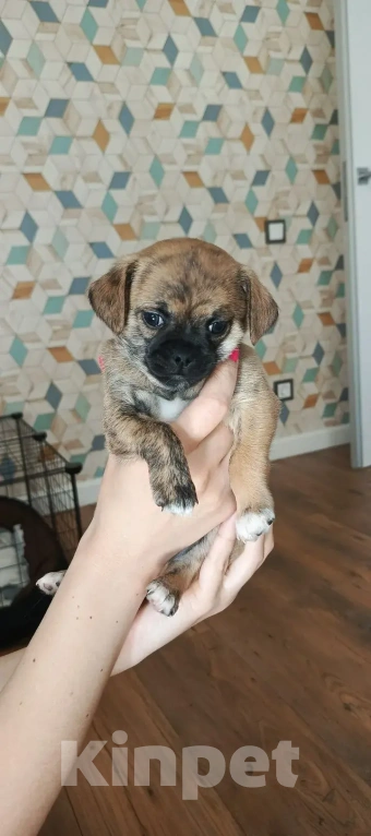 Собаки в Челябинске: Чихуахуа Мальчик, 25 000 руб. - фото 2