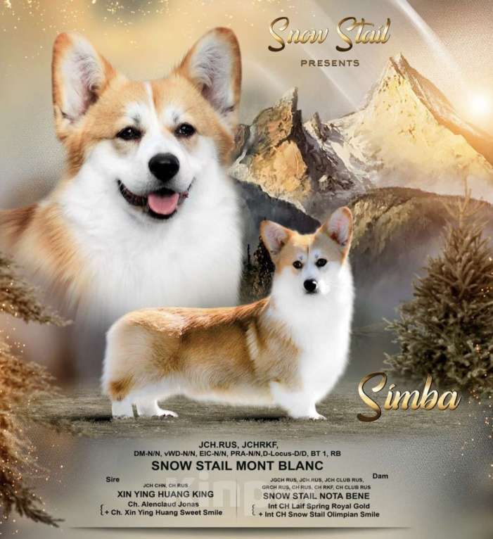 Собаки в Санкт-Петербурге: Щенок вельш корги пемброк Мальчик, Бесплатно - фото 6