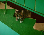 Кошки в Люберцах: Котенок-мальчик ищет дом. Мальчик, Бесплатно - фото 3