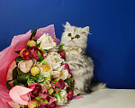Кошки в Москве: Породистые шотландские котята Девочка, 35 000 руб. - фото 2