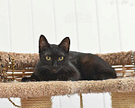 Кошки в Кумертау: Черная Вишенка 8 месяцев, Бесплатно - фото 4