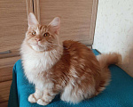 Кошки в Оленегорске: Мейн-кун кот, 25 000 руб. - фото 3