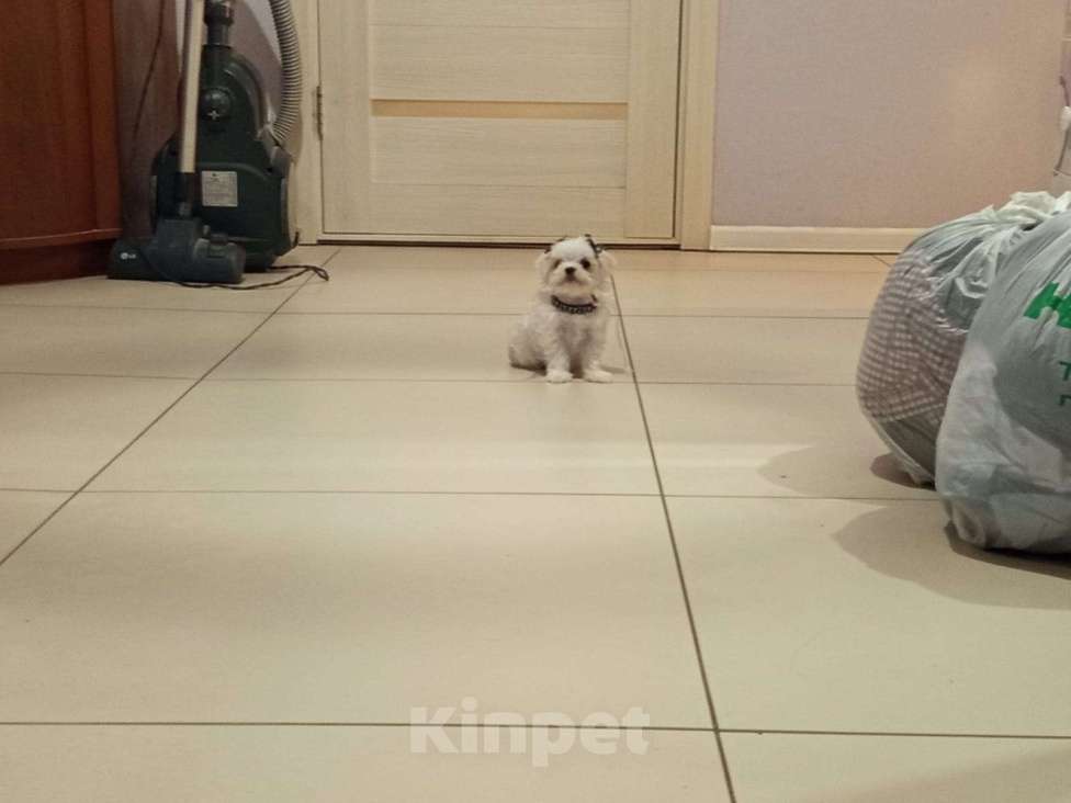 Собаки в Липецке: Мальтезе МАЛЬТИЙСКАЯ БОЛОНКА  Мальчик, 40 000 руб. - фото 2