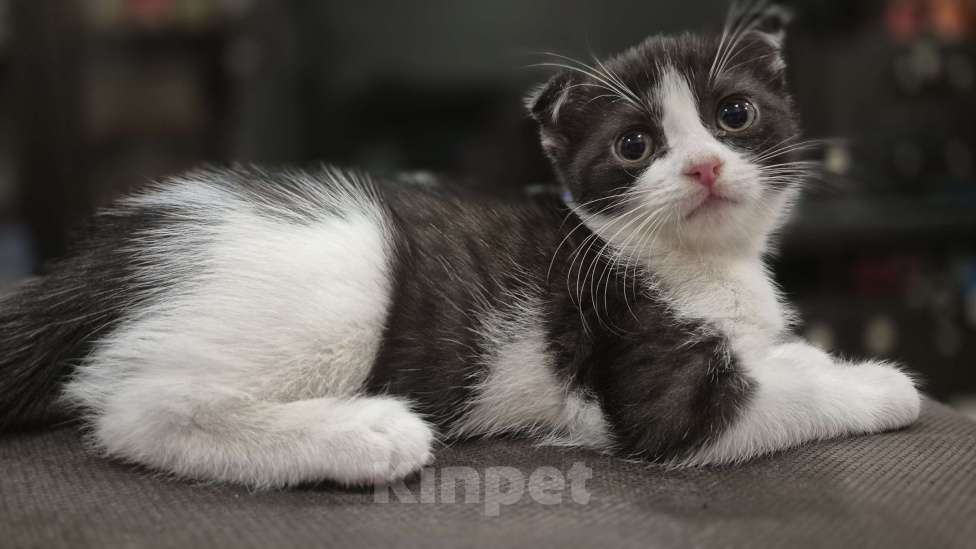 Кошки в Краснодаре: Шотландская ВИСЛОУХАЯ короткошерстная Девочка, 5 000 руб. - фото 6