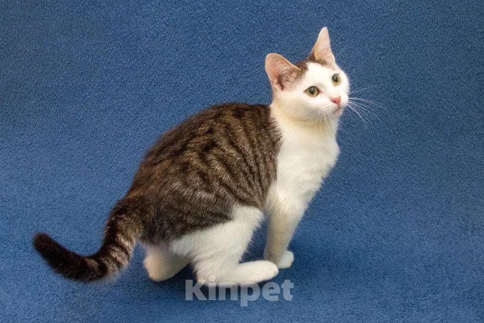 Кошки в Москве: Котенок мальчик в добрые руки Мальчик, 10 руб. - фото 2