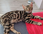Кошки в Москве: Бенгальская девочка с родословной (в наличии) Девочка, 40 000 руб. - фото 2