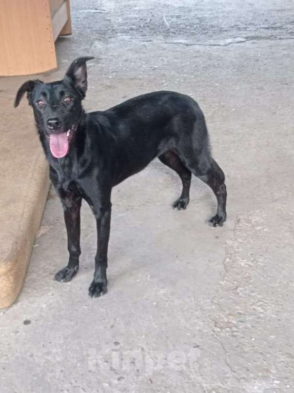 Собаки в Москве: Обворожительная МАРТА Девочка, Бесплатно - фото 7