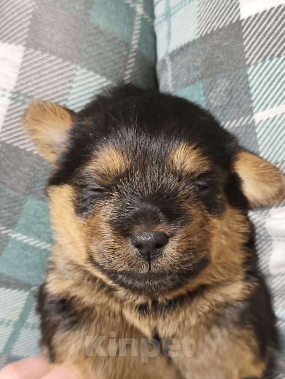 Собаки в Красноярске: Щенки норфолк терьера Девочка, 100 000 руб. - фото 2