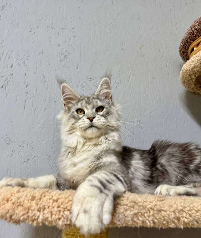 Кошки в Москве: Мальчик голубой серебряный мрамор (as22) Мальчик, 80 000 руб. - фото 5