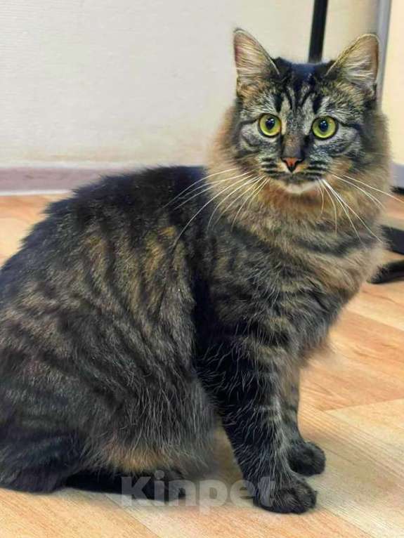 Кошки в Москве: Сибирская красавица-кошка Плюша в добрые руки Девочка, 1 руб. - фото 3