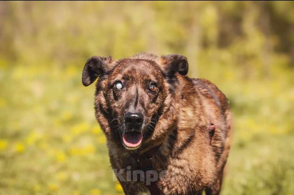 Собаки в других городах Московской области: Москва и МО. Тайра ищет дом Девочка, Бесплатно - фото 10