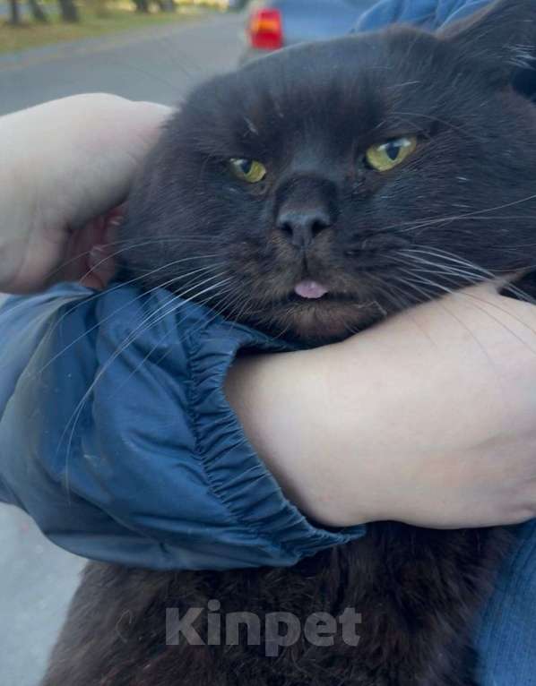 Кошки в Пушкино: Лютик ищет дом! Мальчик, Бесплатно - фото 2