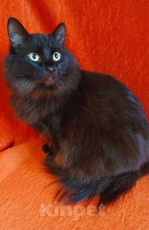 Кошки в Москве: Нюша и Плюша ищут дом Девочка, Бесплатно - фото 4