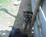 Собаки в Твери: щенок немецкой овчарки длинношерстный Девочка, 20 000 руб. - фото 2