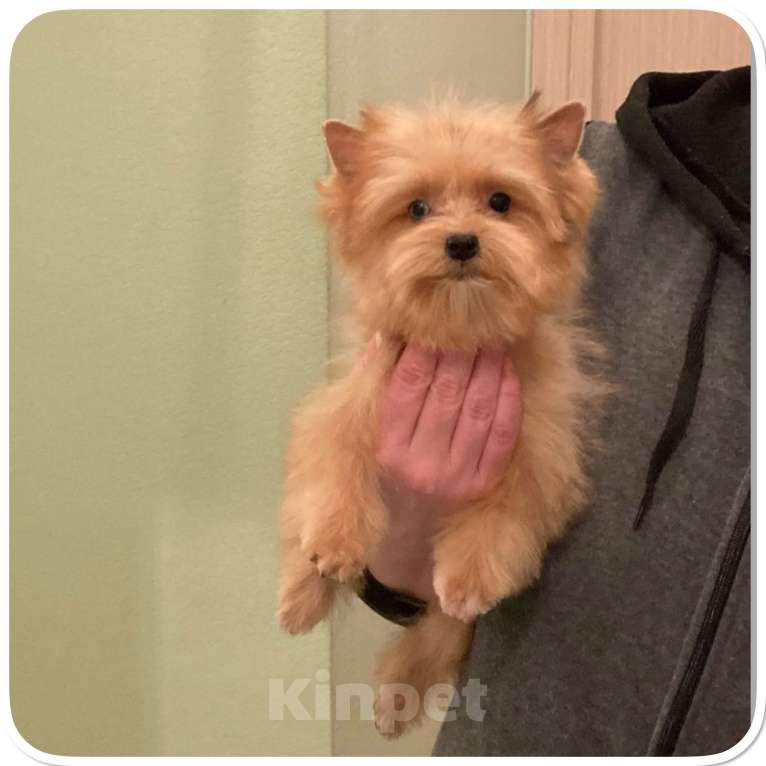 Собаки в Москве: Йорк мини девочка рыжая голубоглазая Девочка, 95 000 руб. - фото 10