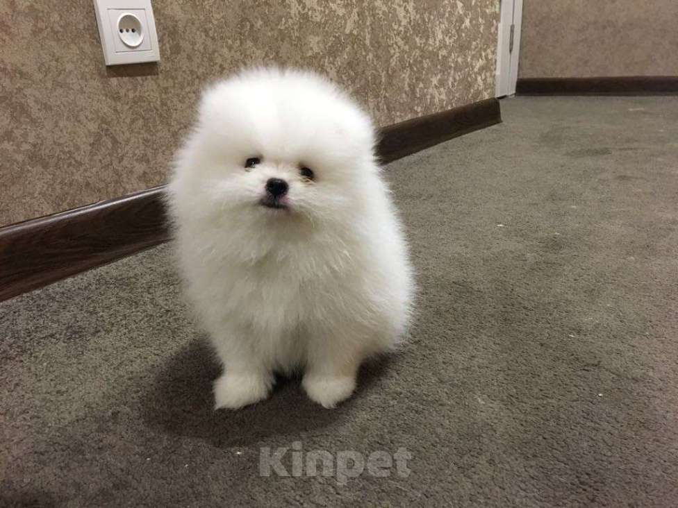 Собаки в Екатеринбурге: шпицемишка Мальчик, Бесплатно - фото 3