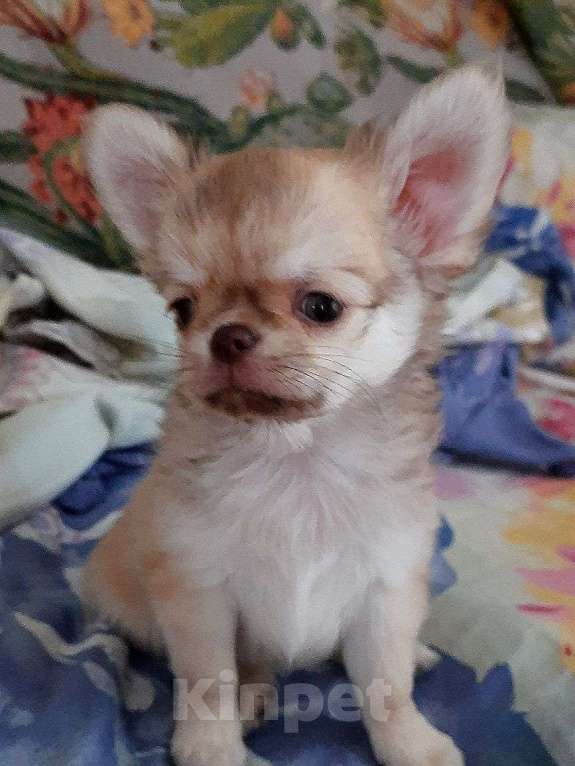 Собаки в Люберцах: красивый рыжий мальчик чихуахуа Девочка, 20 000 руб. - фото 2