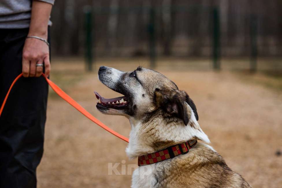 Собаки в Москве: Дейзи Девочка, Бесплатно - фото 7