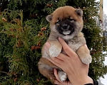 Собаки в Санкт-Петербурге: Щенки 2 мес Девочка, 50 000 руб. - фото 1