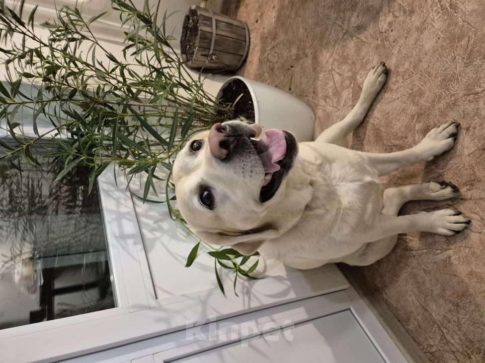 Собаки в Воронеже: Продам/отдам в хорошие руки собаку Девочка, Бесплатно - фото 7