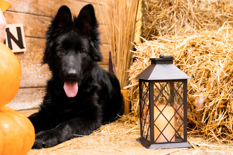 Собаки в Сергиеве Посаде: Немецкая Овчарка; Девочка, 80 000 руб. - фото 1