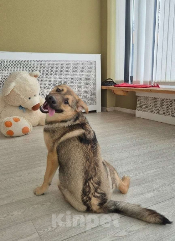 Собаки в Москве: Солнечный Рэкс ищет семью Мальчик, Бесплатно - фото 5