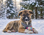 Собаки в Москве: щенок Луша в добрые руки Девочка, Бесплатно - фото 1
