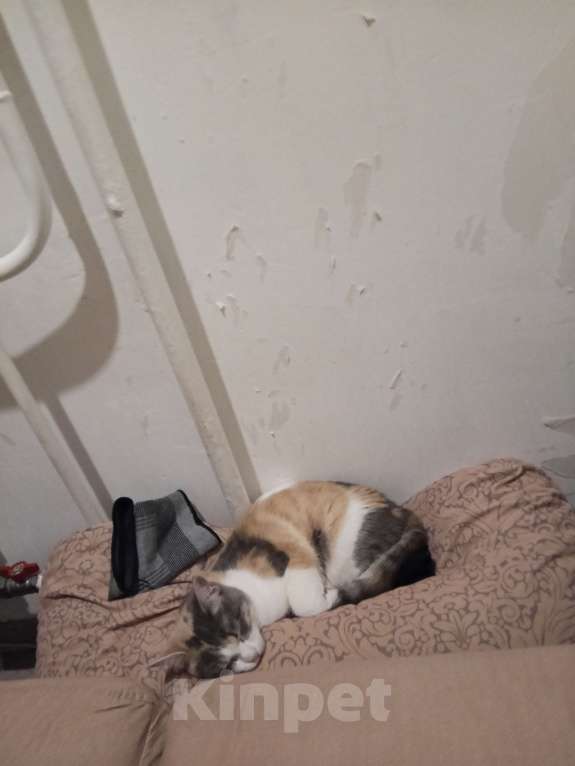 Кошки в Красноярске: Зайка Девочка, 10 руб. - фото 3